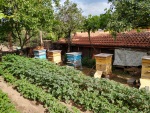 The bee hives and potatoes, Krupnik, June