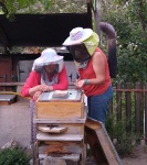 Feeding the bees, Krupnik, July