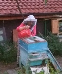 Feeding the bees, Krupnik, July