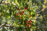 Peaches in our garden, Krupnik, July