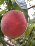 A peach in our garden, Krupnik, July