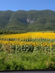 Sunflowers, enroute Belogradchik to Lovech, 1 August