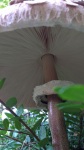 A huge mushroom in our garden, early September