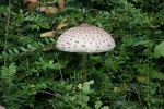Two amazing huge mushrooms in our back yard, Hluboká, 7 September
