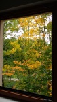 Fall foliage viewed from an upstairs window of our house, Hluboká, 3 October