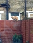 Neighbor's cat on Joyce's back fence, 11 December
