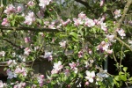Apple blossoms in front of our house in Hluboká, 5 May