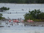 Flamingos in the coastal area near Mérida, 20 July
