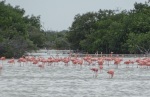 Flamingos in the coastal area near Mérida, 20 July