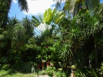 Back garden of the villa of our friends in Mérida, 18 July