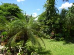 Back garden of the villa of our friends in Mérida, 18 July