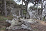 Point Lobos, 2 August