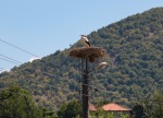 The stork on the road near Krupnik, 14 August
