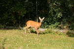 A wild deer in our yard in Hluboká, 3 September
