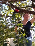 Harvesting apples, Krupnik, September