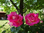 Roses in our garden in Krupnik, 24 May