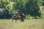 Horses in a field below Krupnik where we like to walk, 31 May