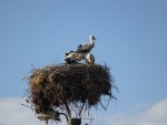 Storks nesting near Krupnik, 16 June