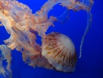 Monterey Bay Aquarium, 15 July