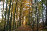 Fall colors on a forest walk, Hluboká, 5 November
