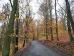 Fall colors on a forest walk, Hluboká, 4 November