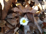 A flower among the fall leaves in our garden, 14 November