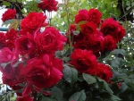 Roses in Baba's garden, Krupnik, 24 May