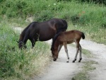 Horses on the road to the cemetary, Krupnik, 15 June