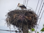 Stork's nest in Krupnik, 15June