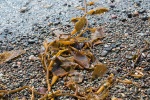 Kelp on the beach, Point Lobos, 5 August